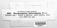 Image of Naemaspora microspora